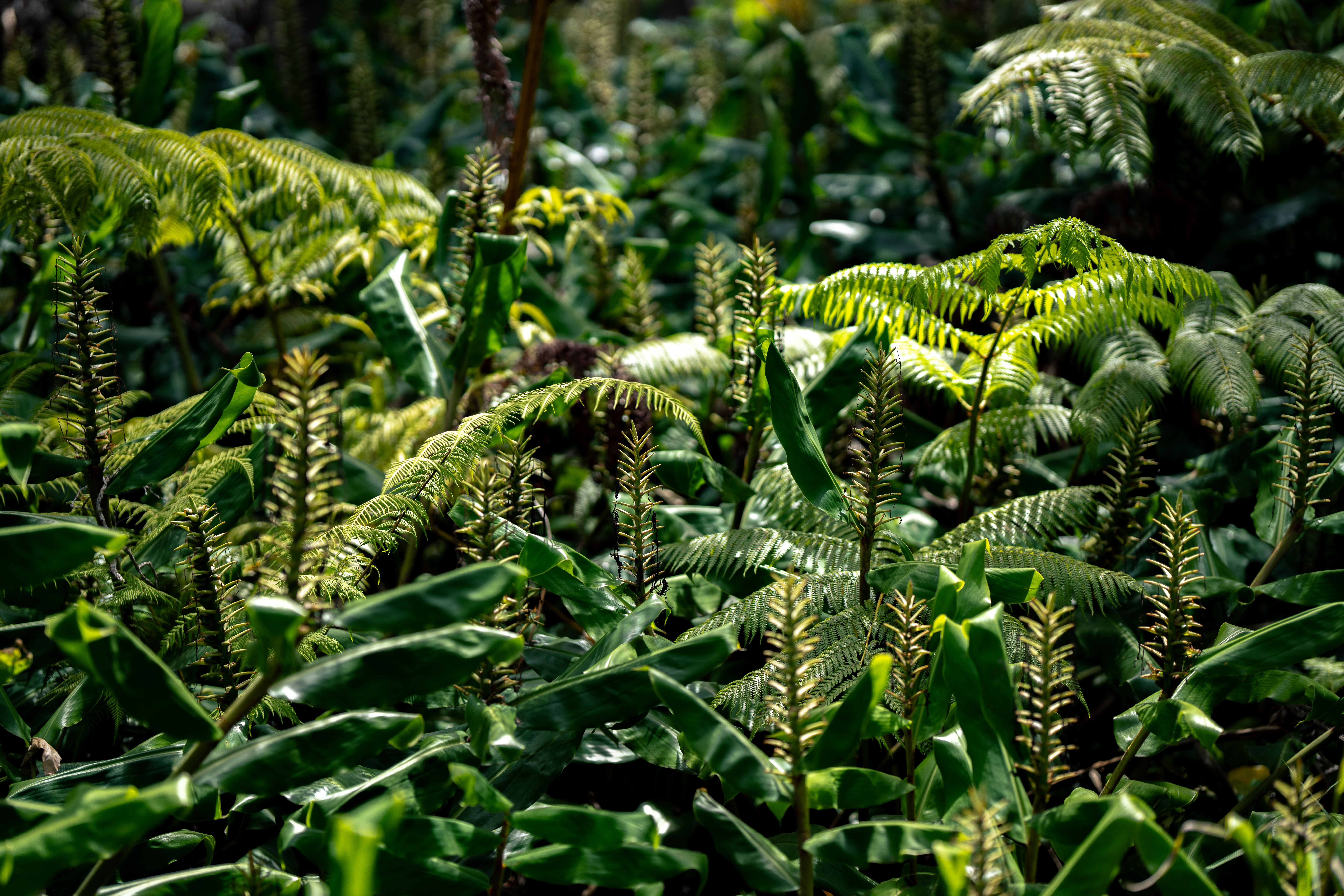 Explore vibrant green ferns and tropical plants in a lush Hawaiian jungle setting.
