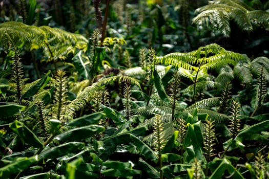 Tropical Jungle   