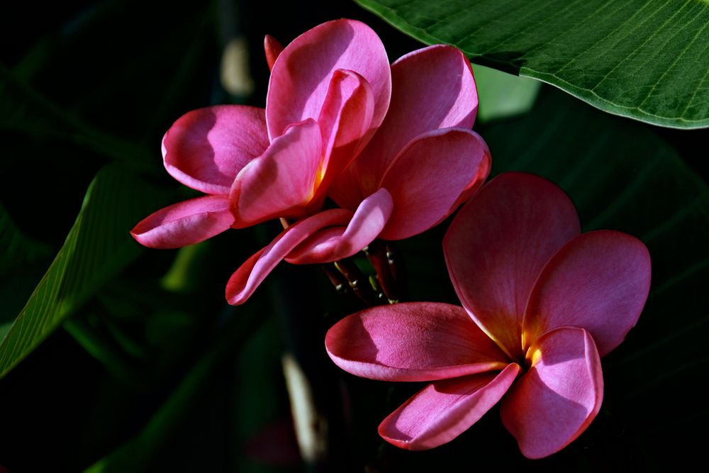 Composition florale Palmier d'Été, univers exotique