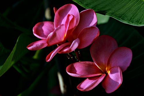 Free Close-up of vibrant pink plumeria flowers with lush leaves under natural light, highlighting their beauty. Stock Photo