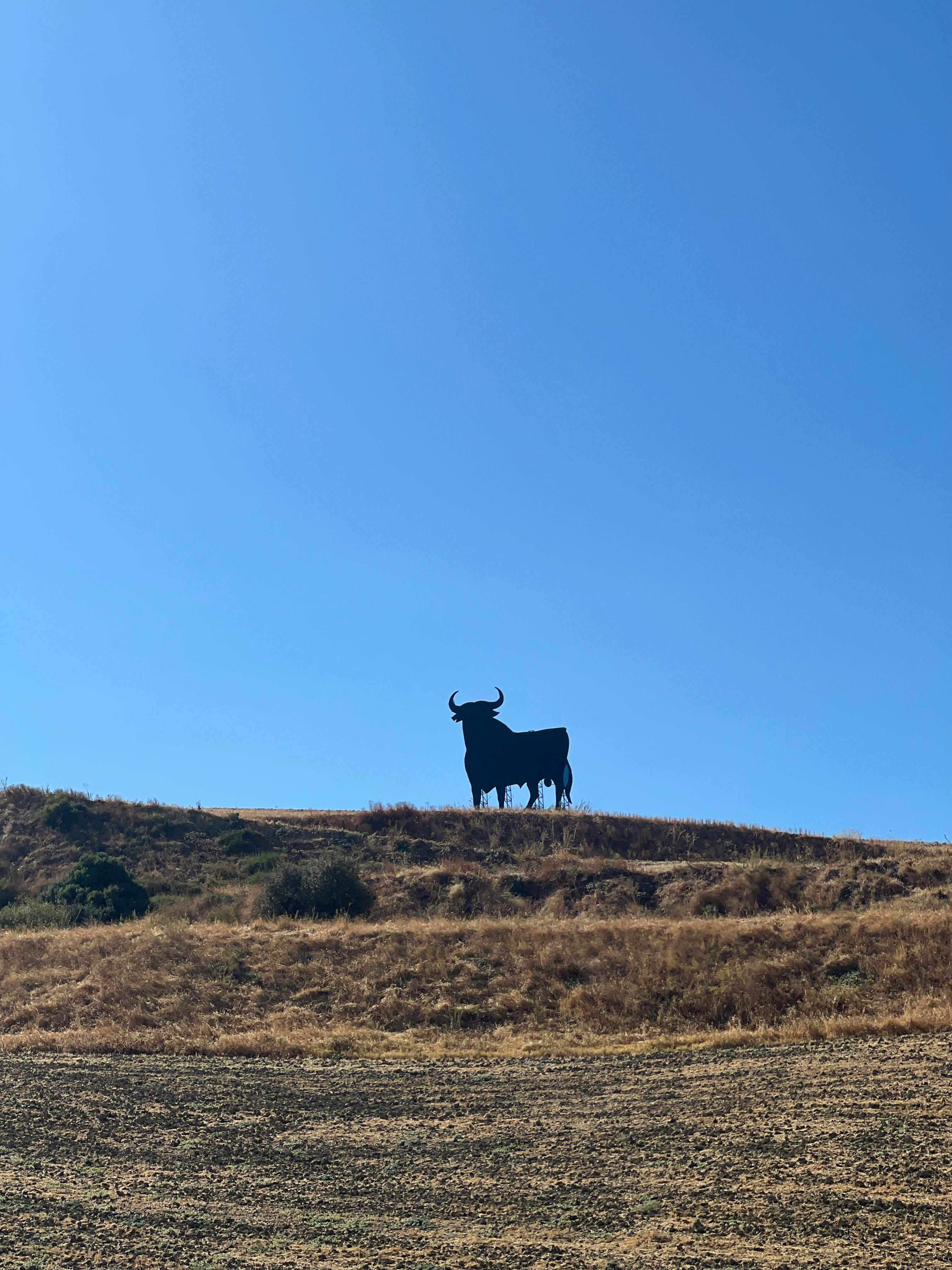 Silhouette of iconic Osborne bull on a sunny hilltop under clear blue sky.
