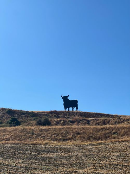 Free Silhouette of iconic Osborne bull on a sunny hilltop under clear blue sky. Stock Photo