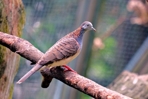 Free A stunning crested pigeon perched gracefully on a tree branch in a natural setting. Stock Photo