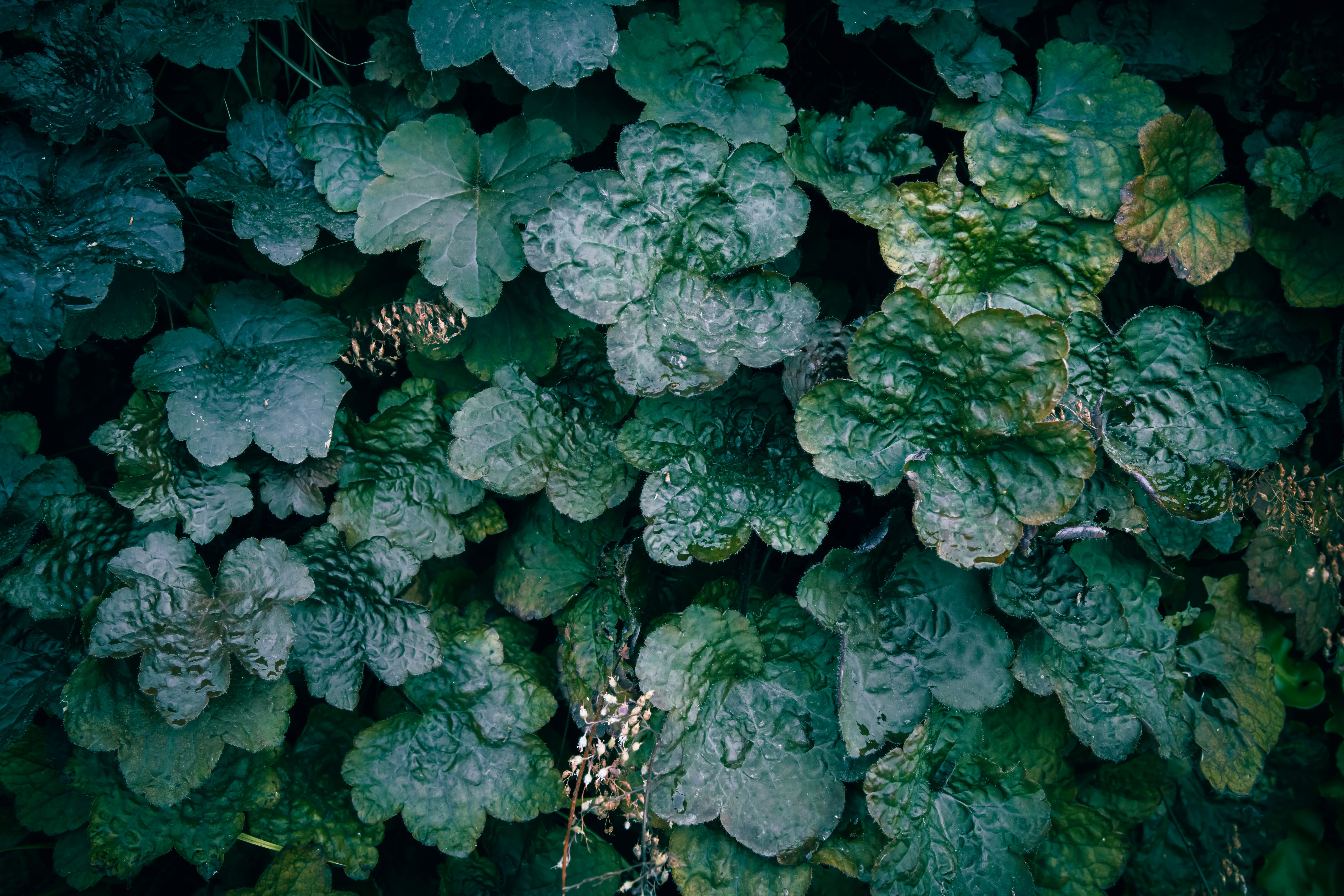 Rejuvenating Leggy, Woody Heucheras: A Step-by-Step Guide to Reburying Crowns and Promoting Fresh Foliage for Fuller Plants