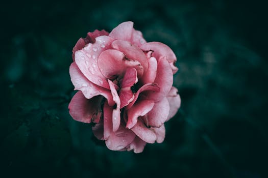 Beautiful close-up of a pink rose with dewdrops on petals against a dark background.