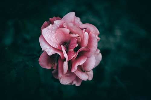 Free Beautiful close-up of a pink rose with dewdrops on petals against a dark background. Stock Photo