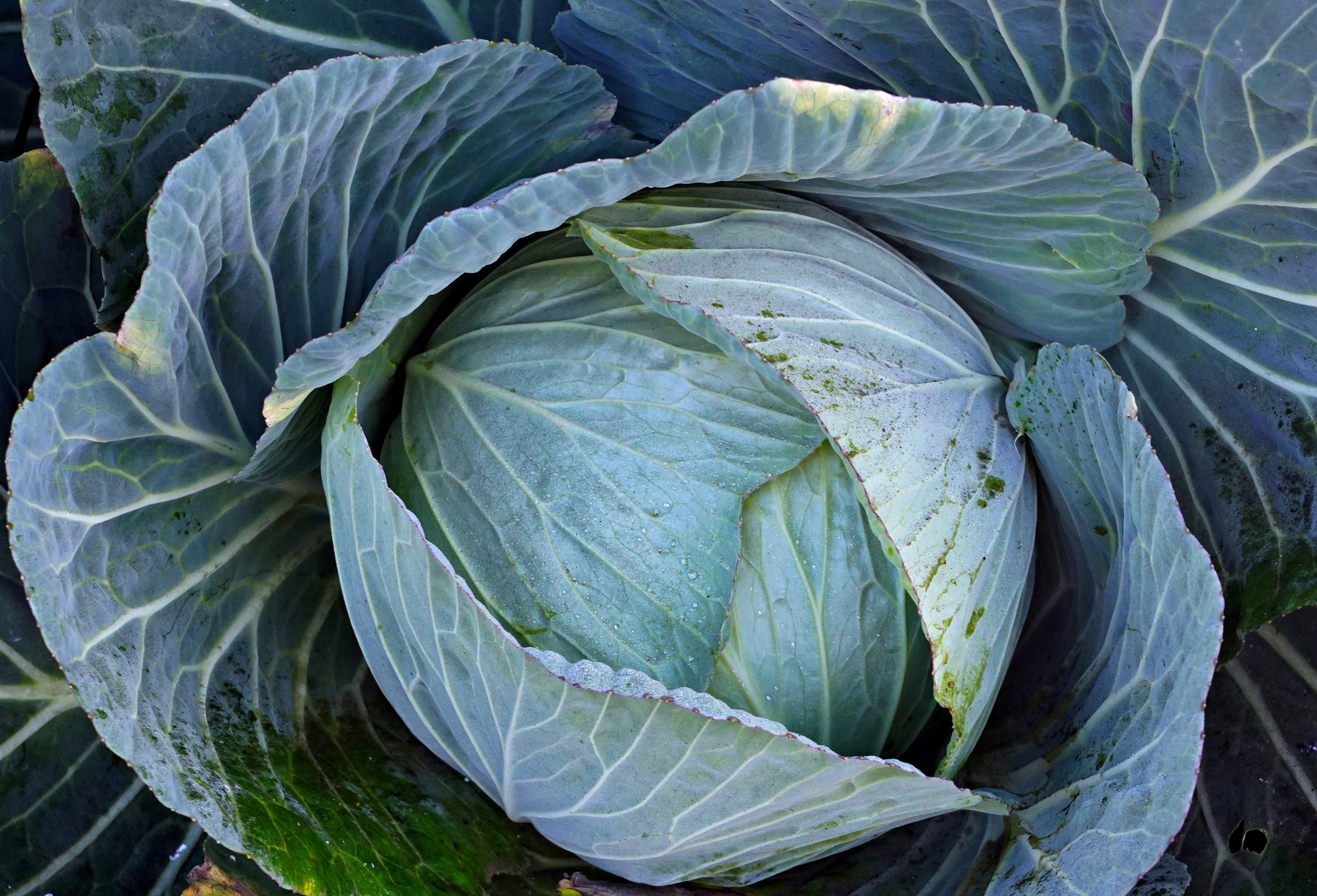 Close-Up of Fresh Green Cabbage Leaves · Free Stock Photo