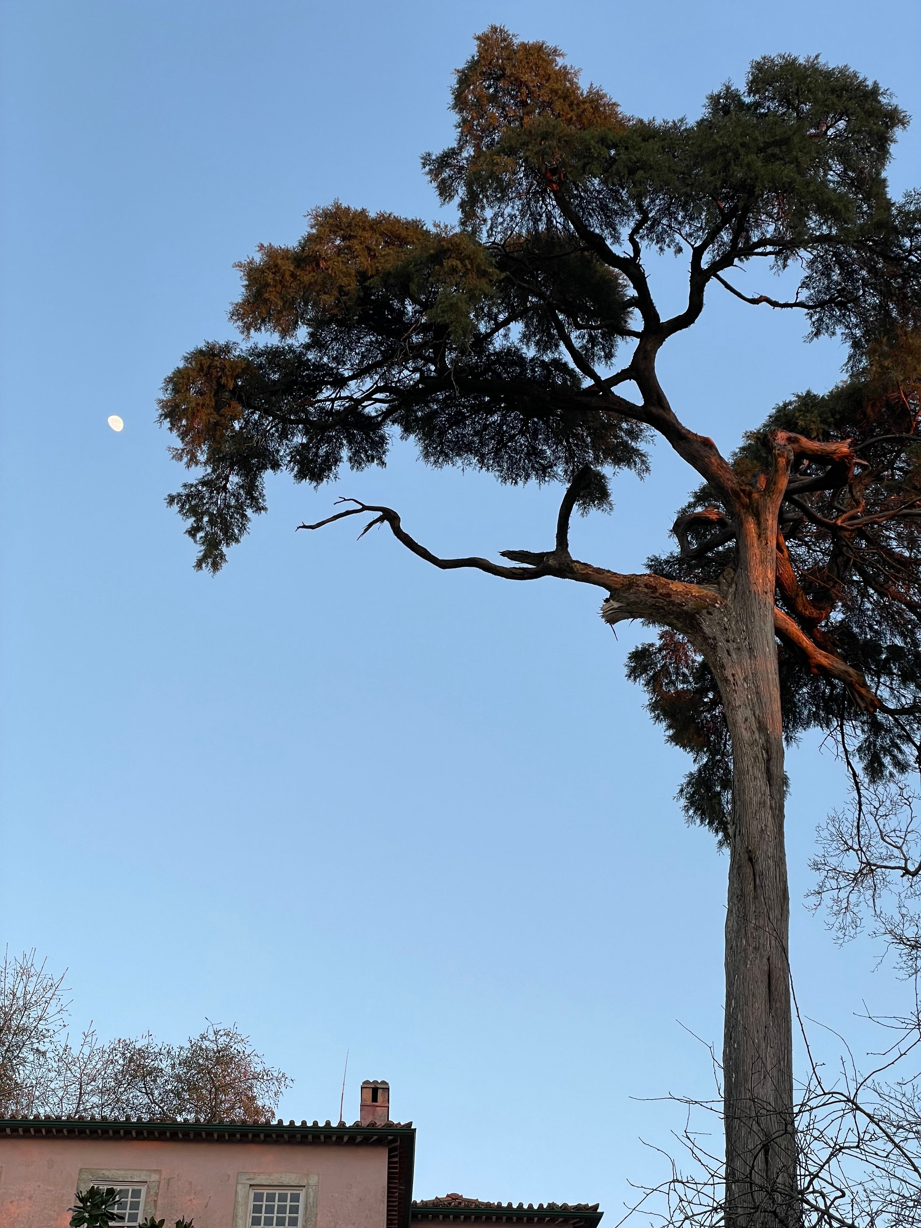 Tall Pine Tree and Moon in Luso Portugal · Free Stock Photo
