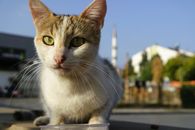 A tri-color cat enjoys a sunny day outdoors in an urban setting, capturing a moment of curiosity.