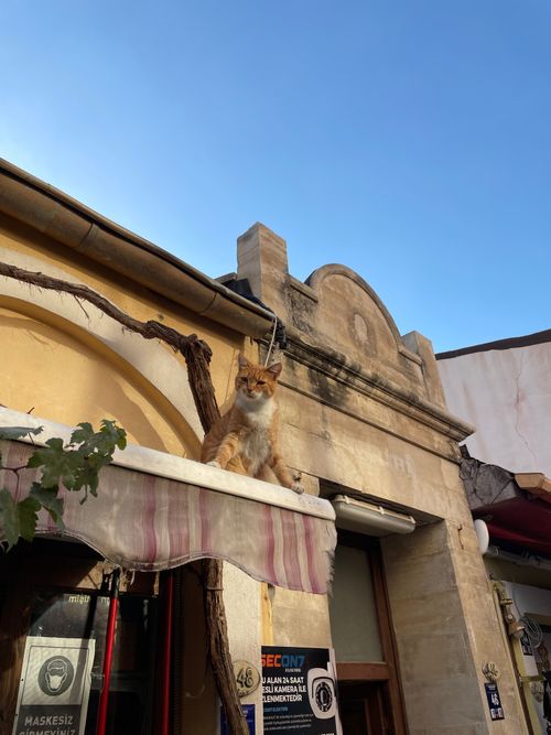 Free A ginger cat perched on an awning of a historical building under a clear blue sky. Stock Photo