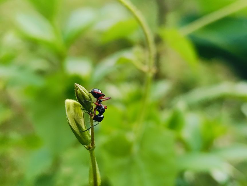 Close-up image of two ants on a budding plant amidst lush greenery, taken in Malaysia.