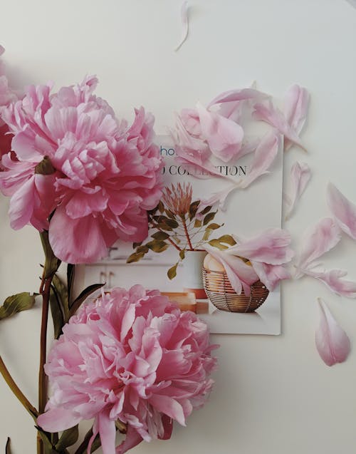 Flores De Pétalas Rosa Em Cima De Um Cartão Comemorativo