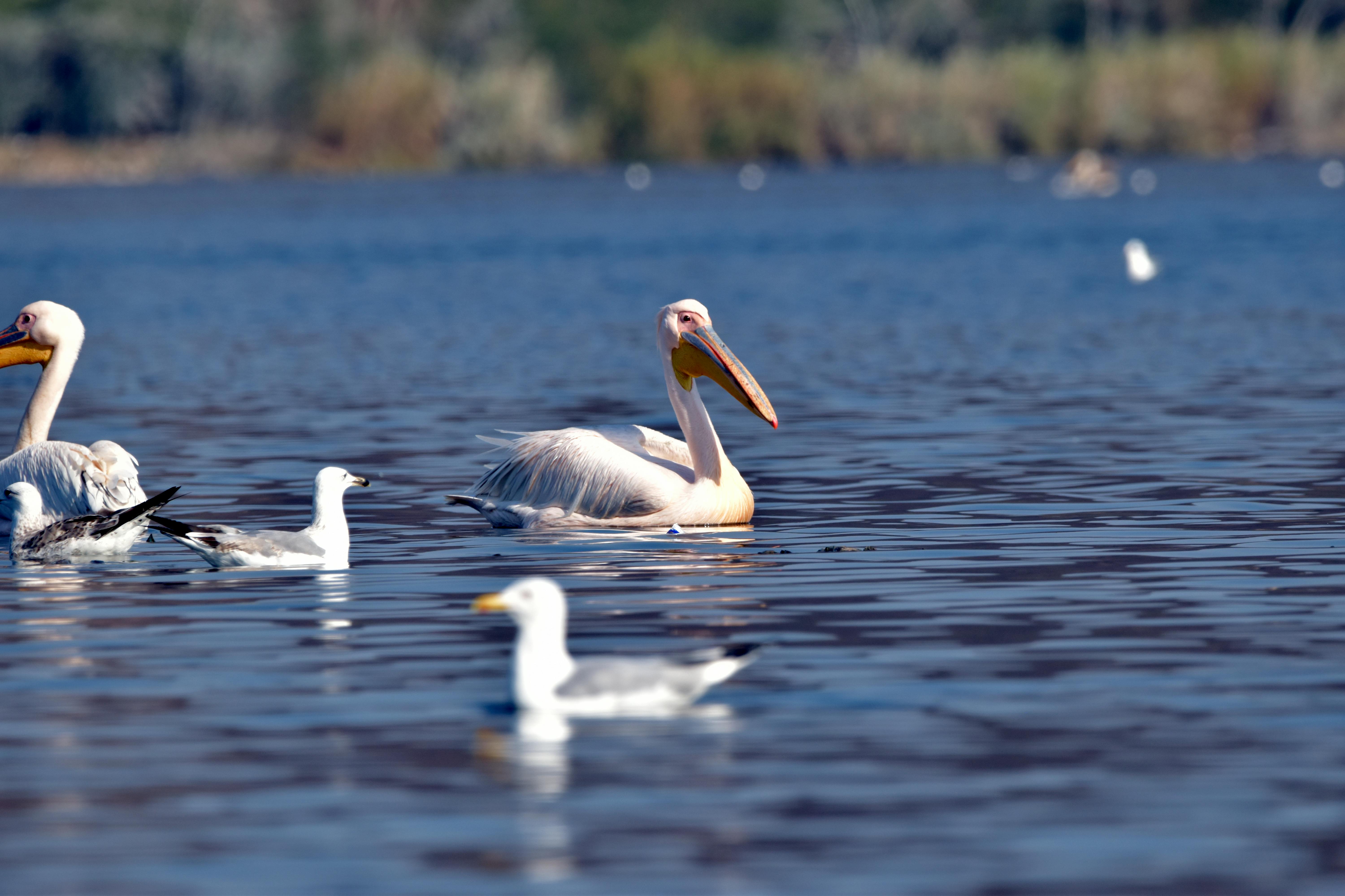 Najbolj nenavadna doživetja v divjini