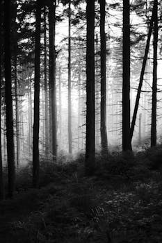 Black and white photo of a misty forest with silhouetted trees and atmospheric lighting.