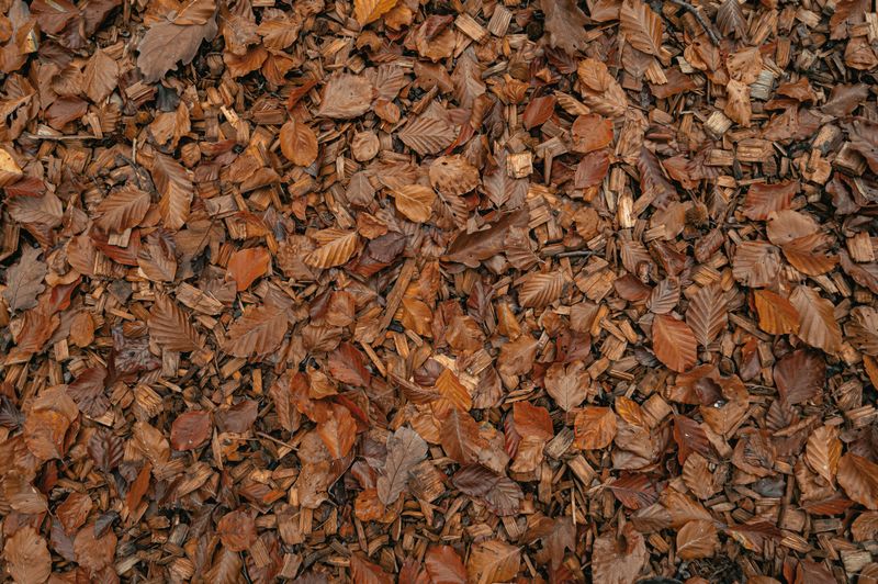 Finished mulched trail through cleared woodland