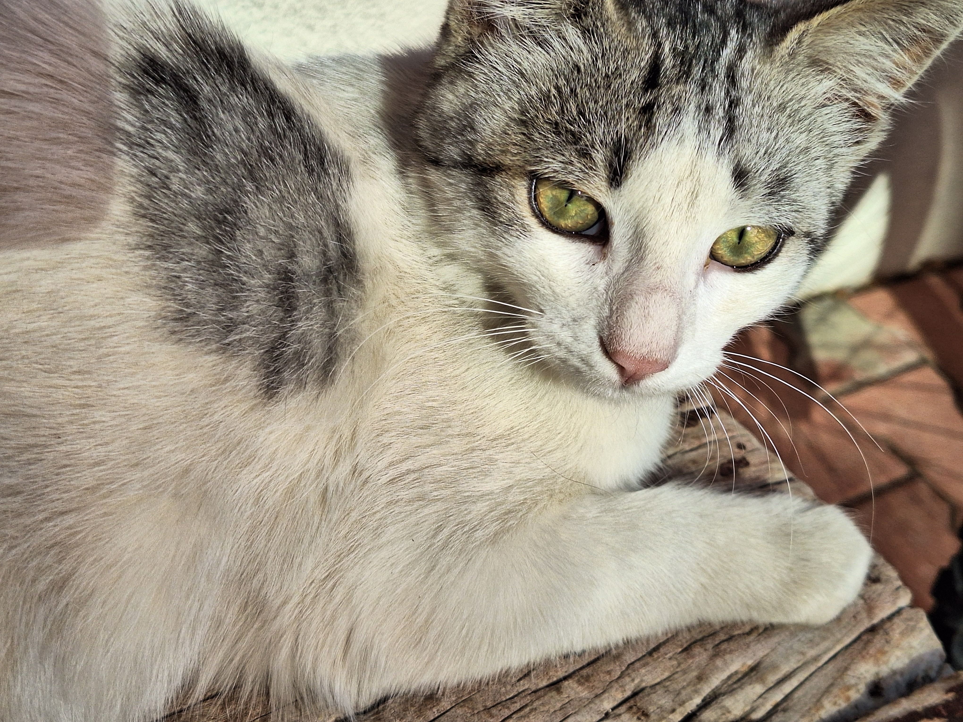 Portrait of a cat at a veterinary clinic