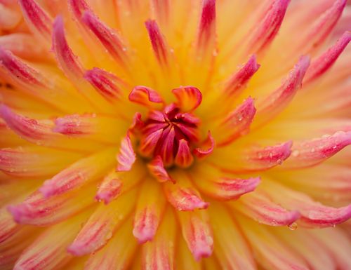 Free Macro photograph of a colorful dahlia flower with red and yellow petals showing fine details. Stock Photo