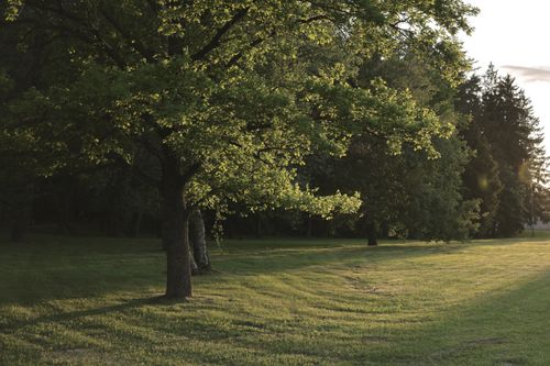 Free Peaceful forest scene with trees and sunlight in Minsk, Belarus. Captured at sunset, offering a serene natural view. Stock Photo