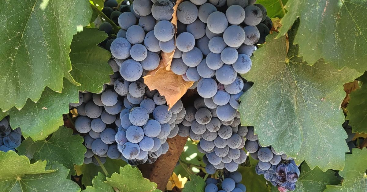 Grape Crop Ripe Cluster of Ripe Grapes on a Vine · Free Stock Photo