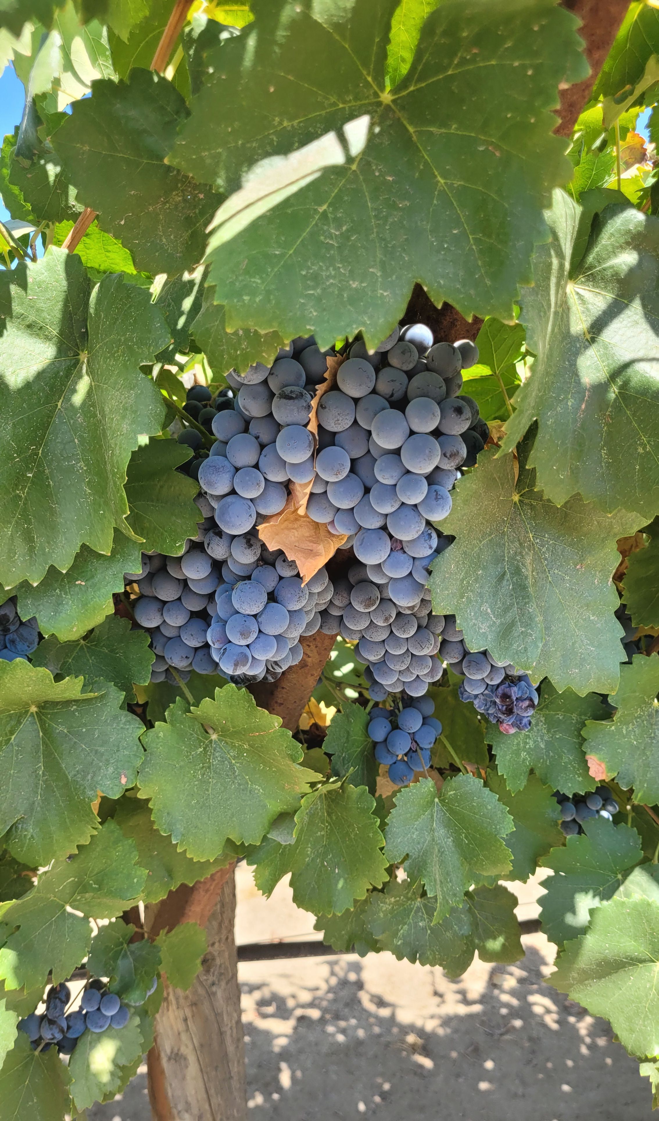 Cluster of Ripe Grapes on a Vine · Free Stock Photo