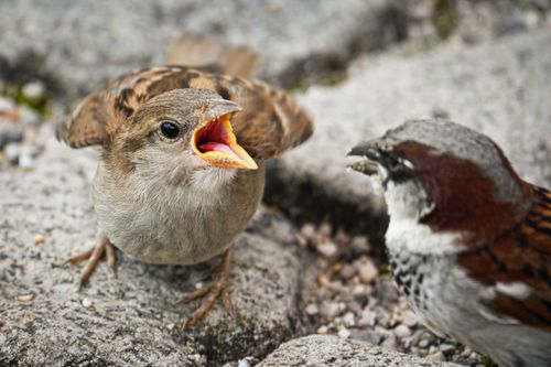 Free Two sparrows on rocky ground, one chirping with open beak, showcasing natural wildlife behavior. Stock Photo