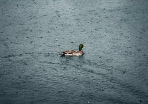 A lone mallard duck elegantly swims across a rain-dappled lake, USA.