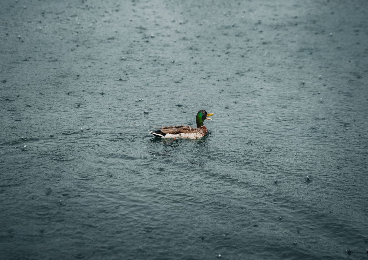 a lone mallard duck elegantly swims across a rain dappled lake usa