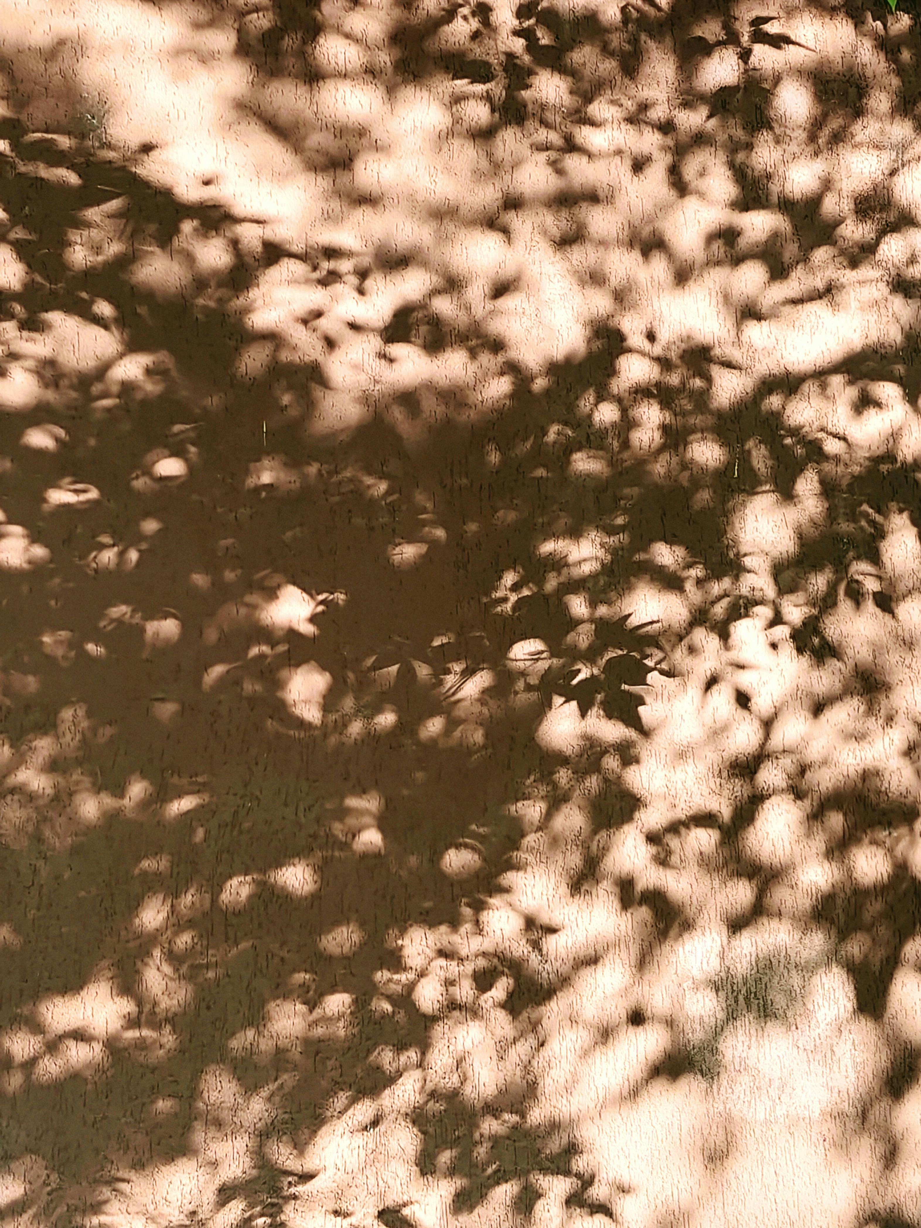 Gratis Ombre di foglie screziate su un muro, che creano un motivo artistico astratto. Foto a disposizione