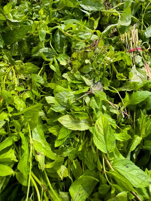 A market bundle of mixed dark green quelites, including arrow-shaped and rounded leaves, tied with kitchen string next to a small pile of loose leaves.