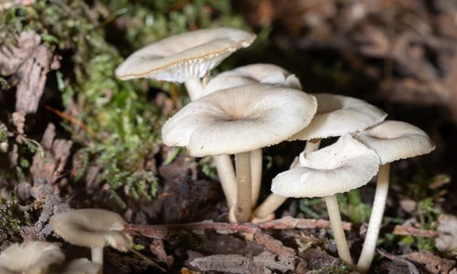 White mushrooms on moss and leaf litter