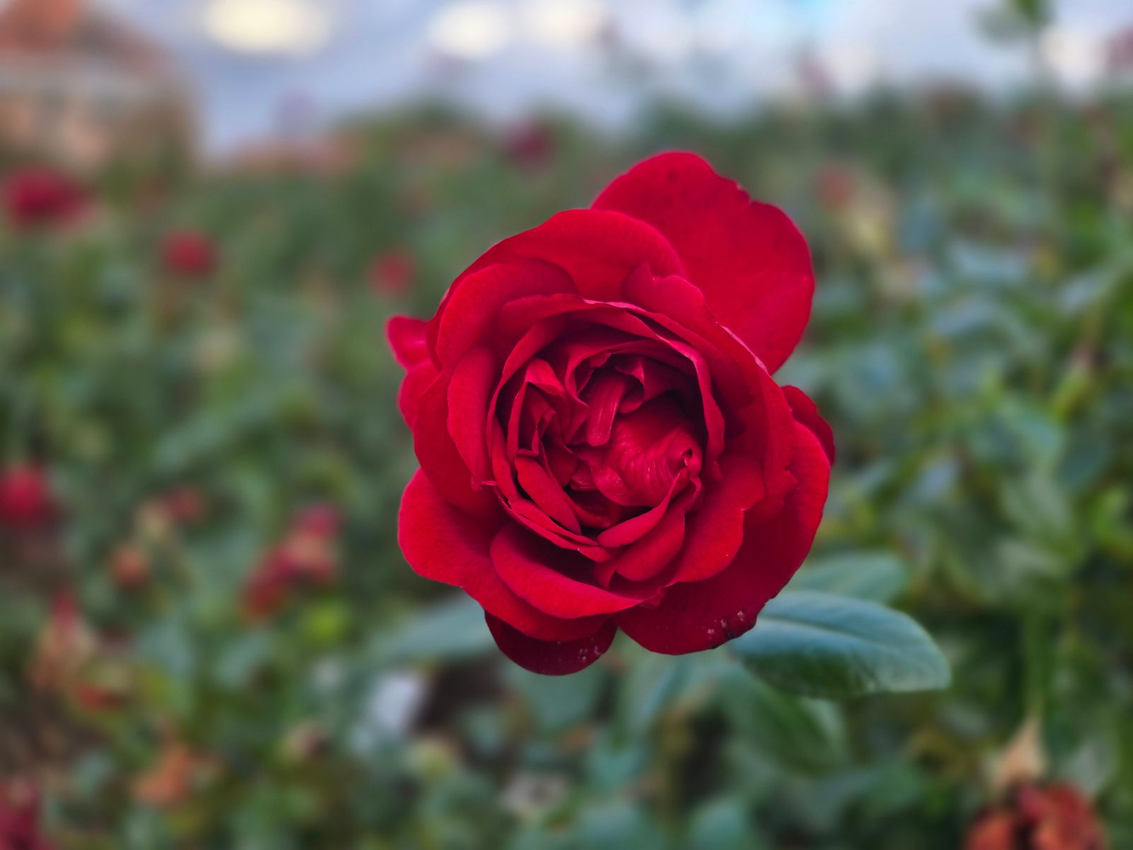 Rose Cartoons Photos Download The BEST Free Rose Cartoons Stock Photos Rose cartoons photos download the best free rose cartoons stock photos