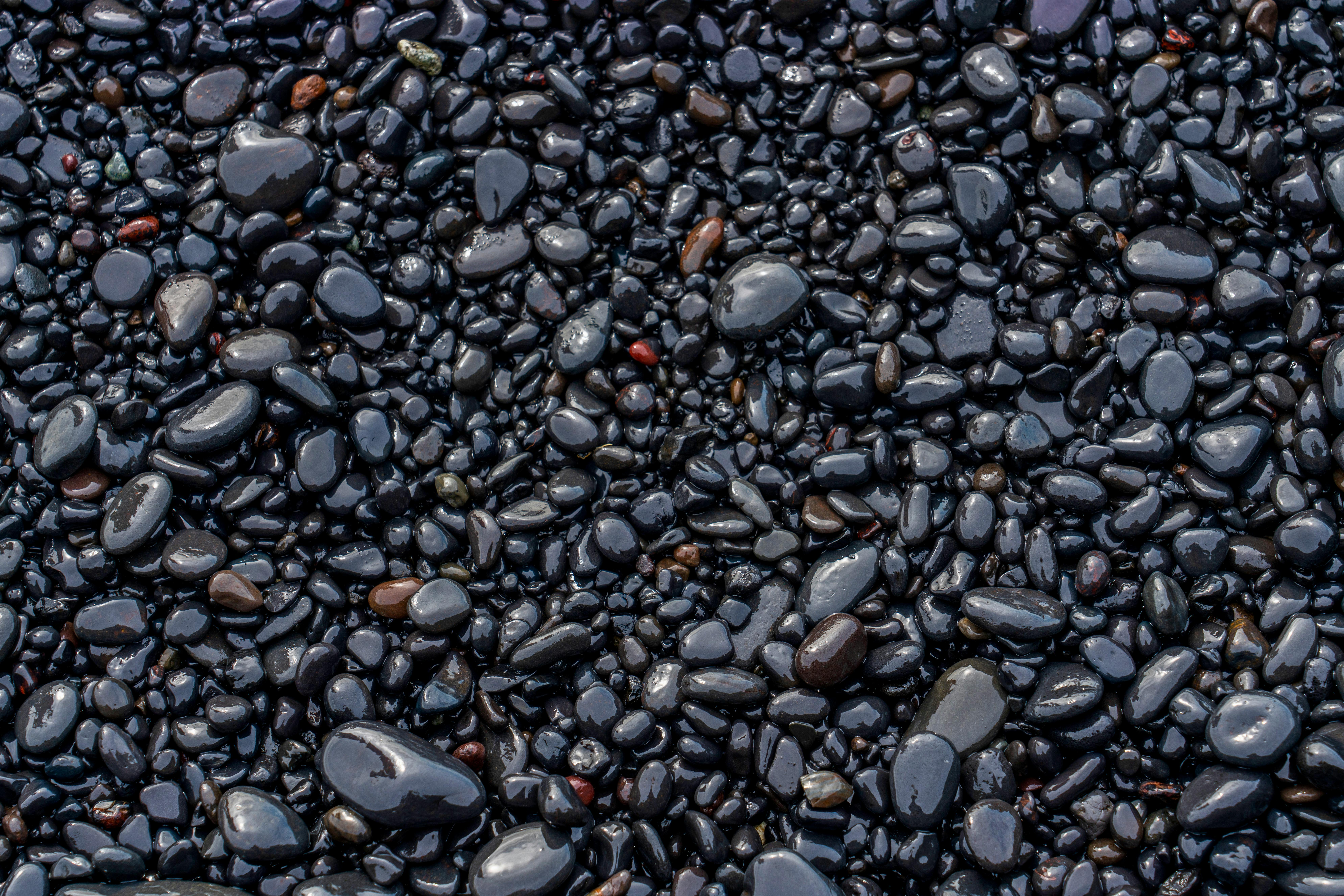 A close-up view of smooth, wet black pebbles on a shoreline, perfect for natural backgrounds.