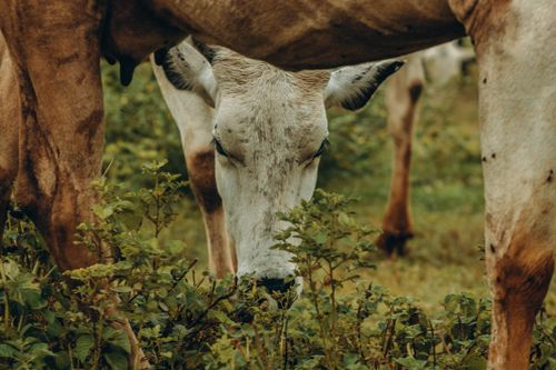 Free A serene close-up image of a cow grazing among greenery in an outdoor setting. Stock Photo