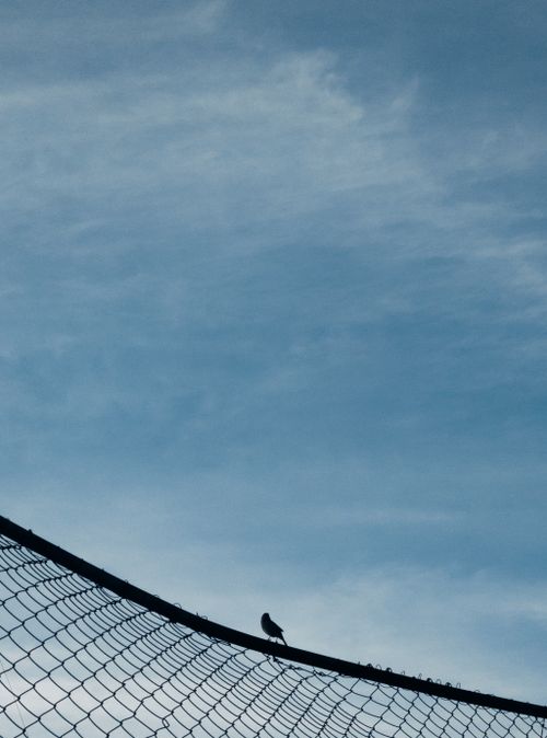 Free A lone bird perched on a net under an expansive blue sky in Brazil. Stock Photo