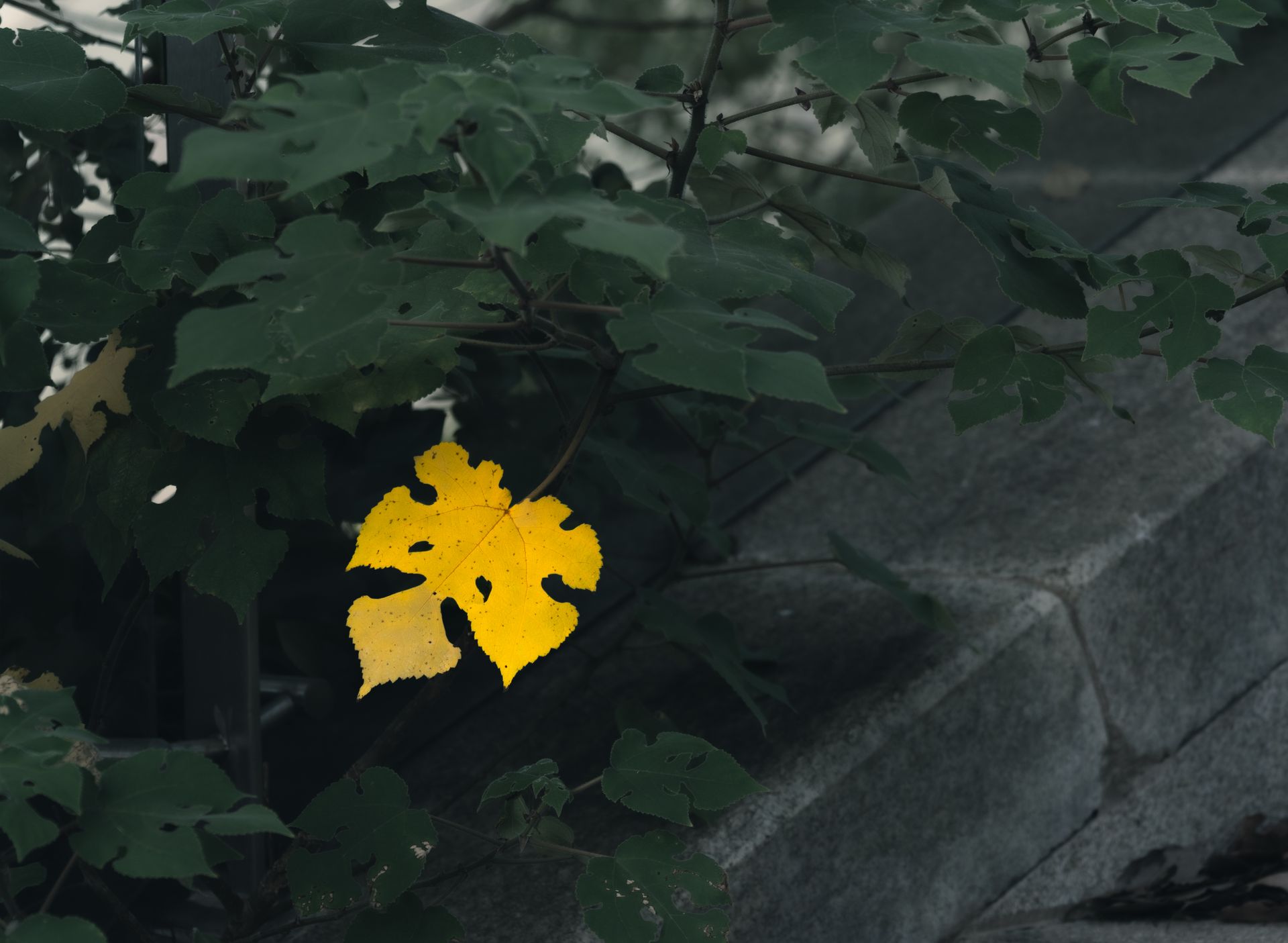 A solitary yellow leaf stands out amongst dark green foliage on a stone surface, capturing autumn's transition.