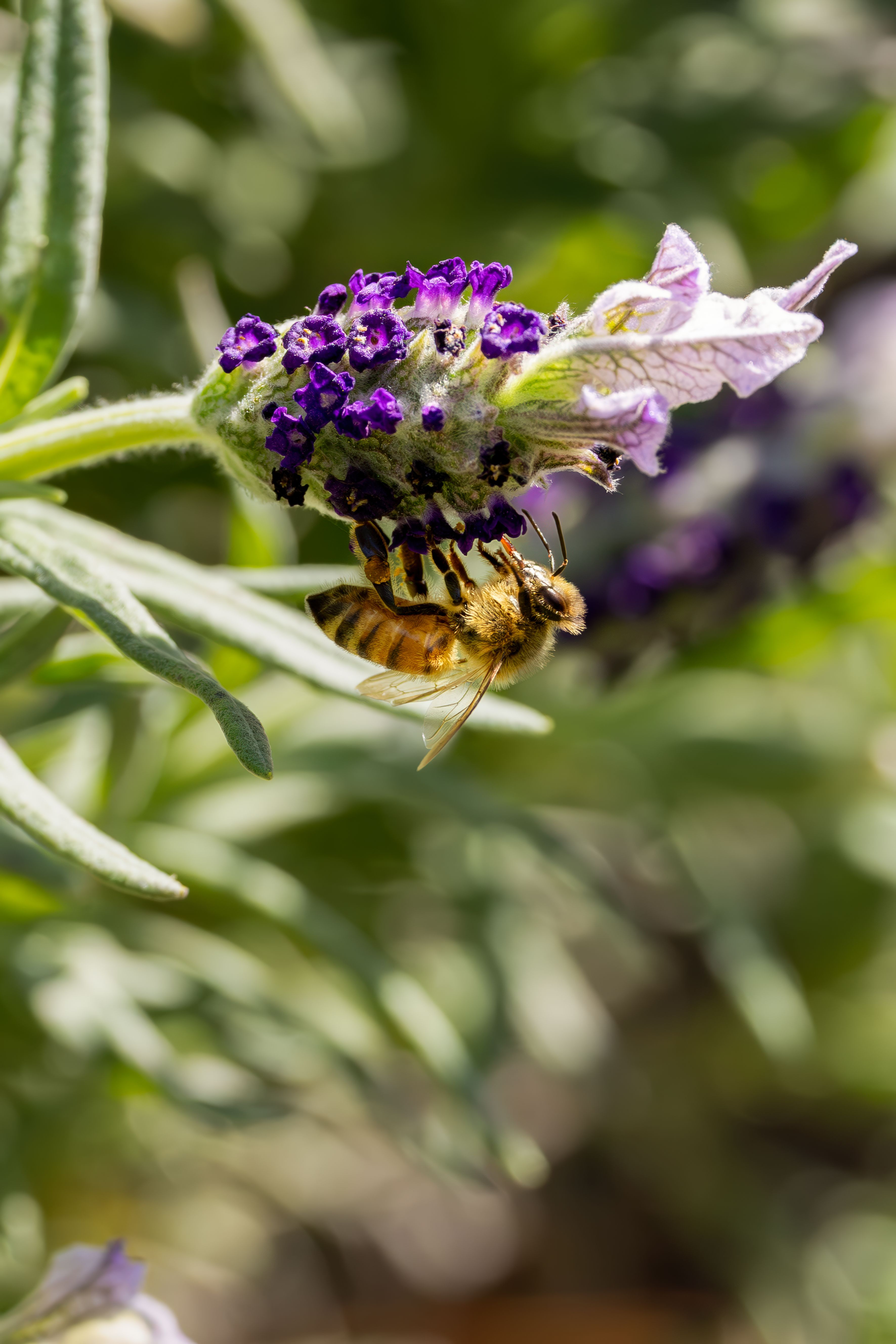 Kostnadsfria En detaljerad bild av ett honungsbi som pollinerar en lavendelblomma i starkt solljus. Stock foto