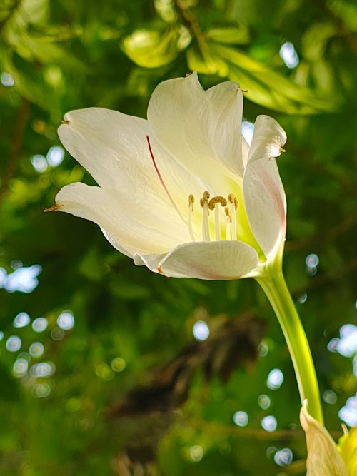 Free Madonna Lily  Stock Photo
