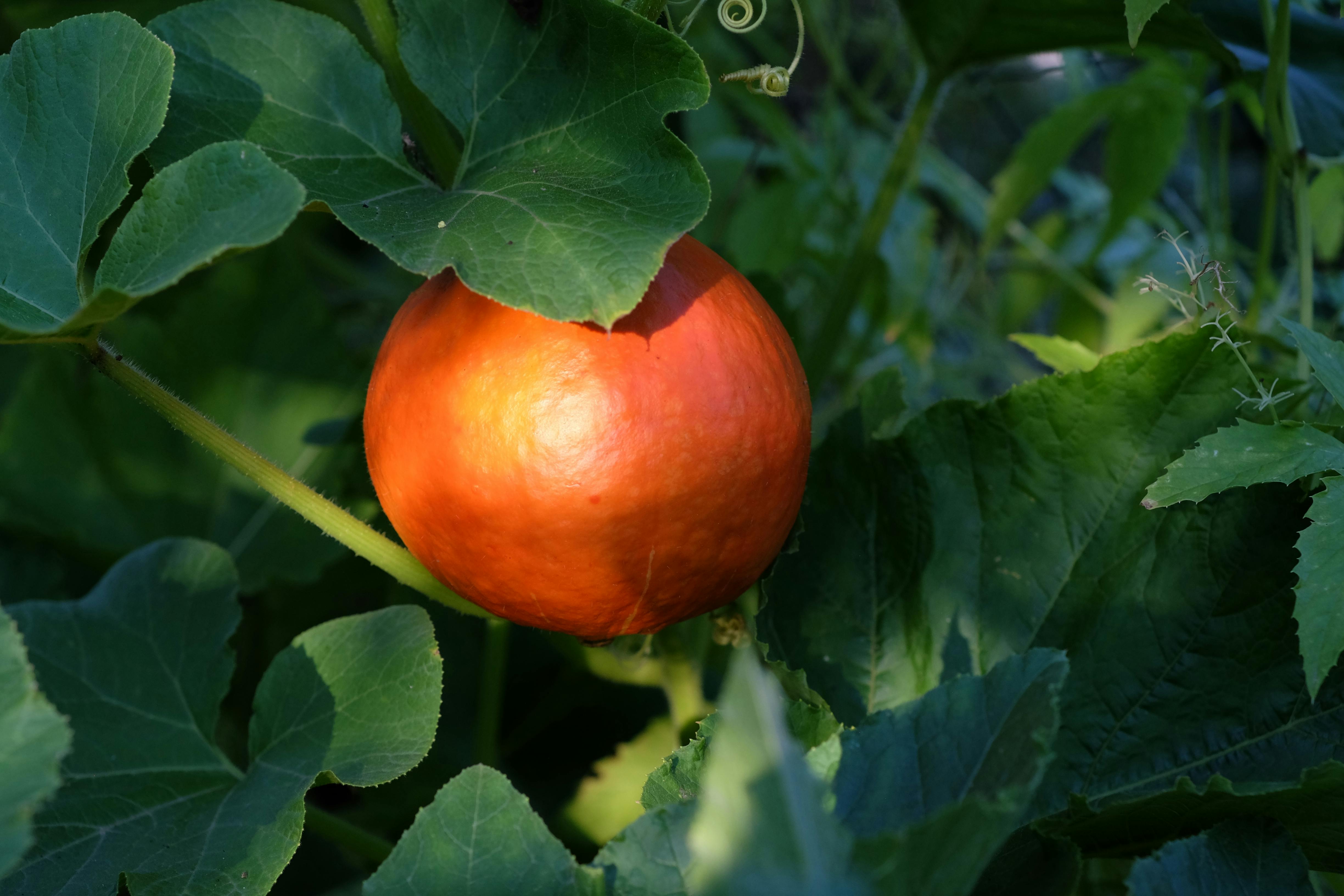 Cucurbita spp.: Requerimientos agronómicos para optimizar rendimiento y calidad