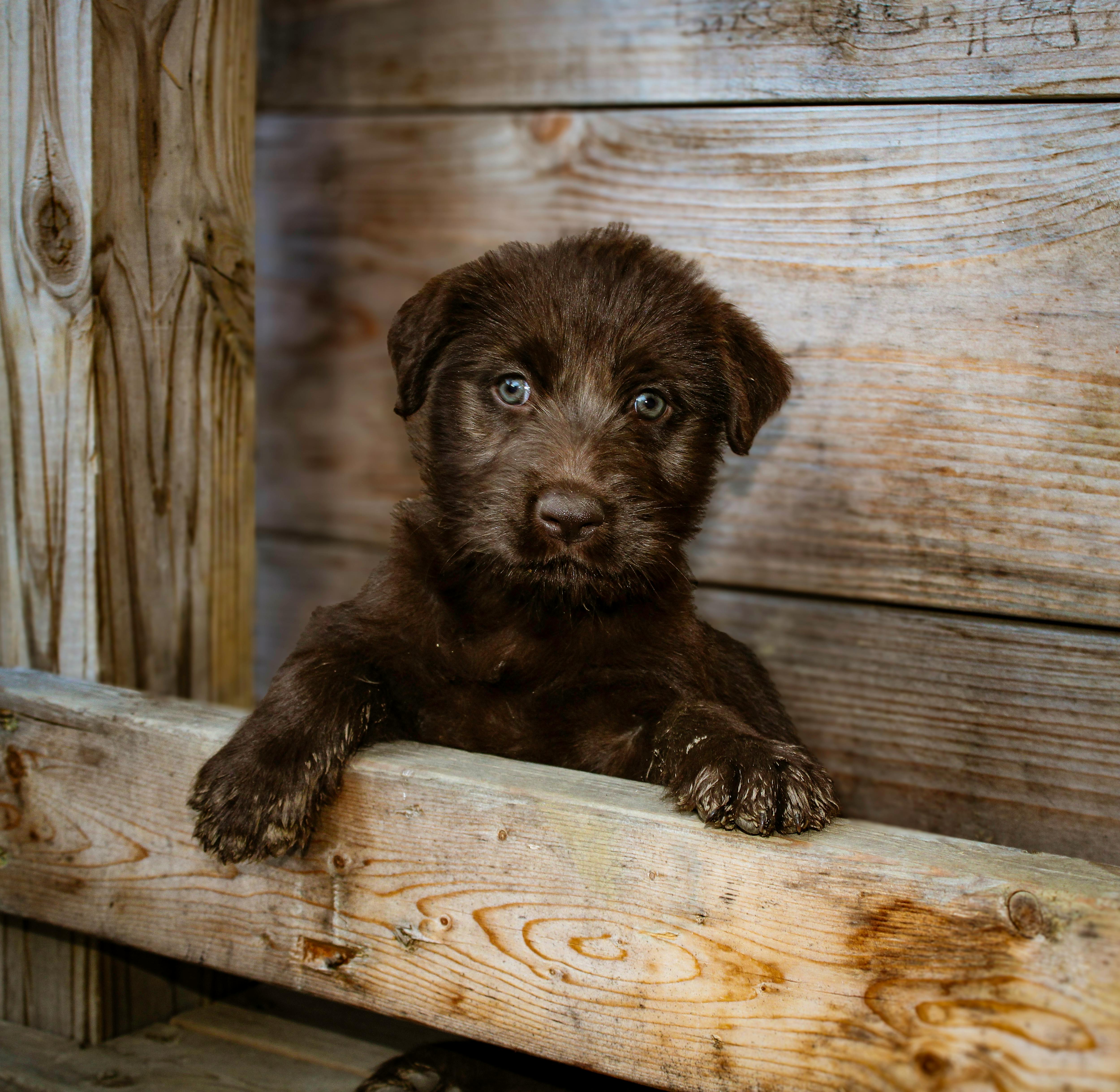 Charming brown puppy with curious eyes looking from a wooden pen. Perfect for pet lovers.