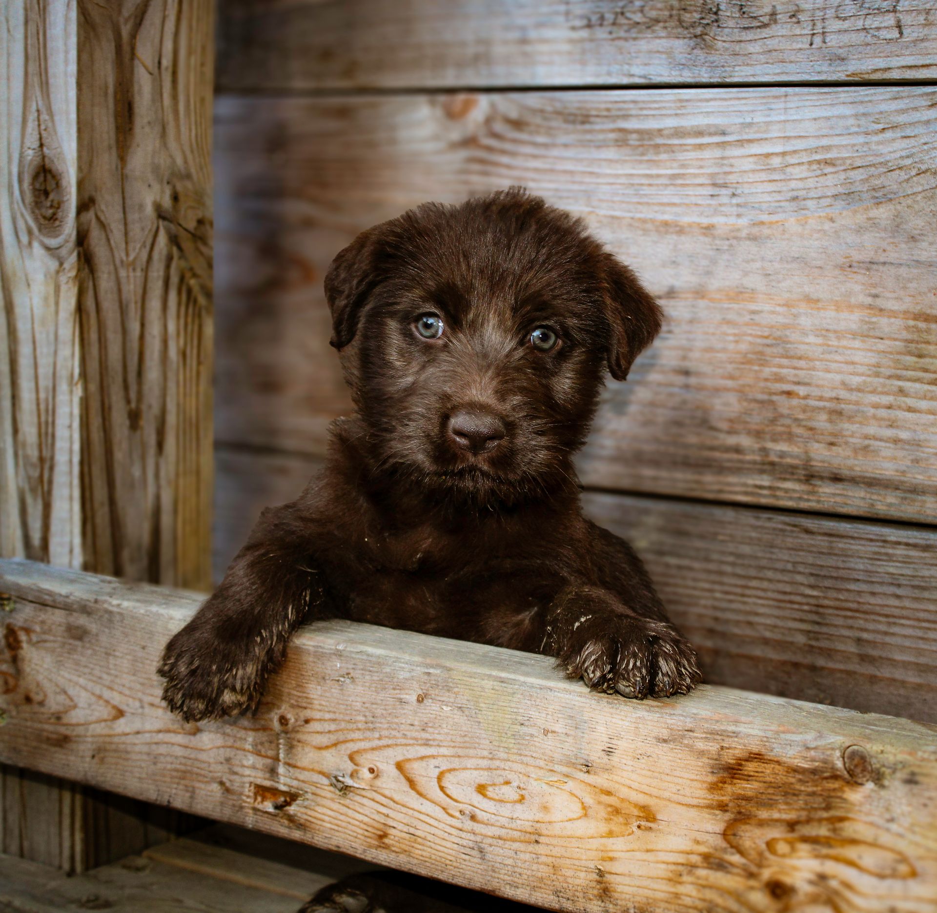 Free stock photo of adorable puppy, animal cuteness, animal love
