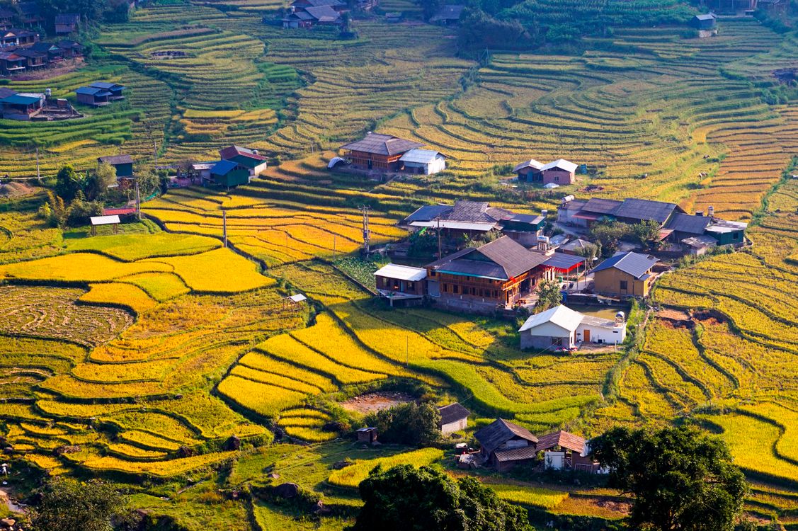 Aerial View of Vibrant Asian Rice Terraces · Free Stock Photo