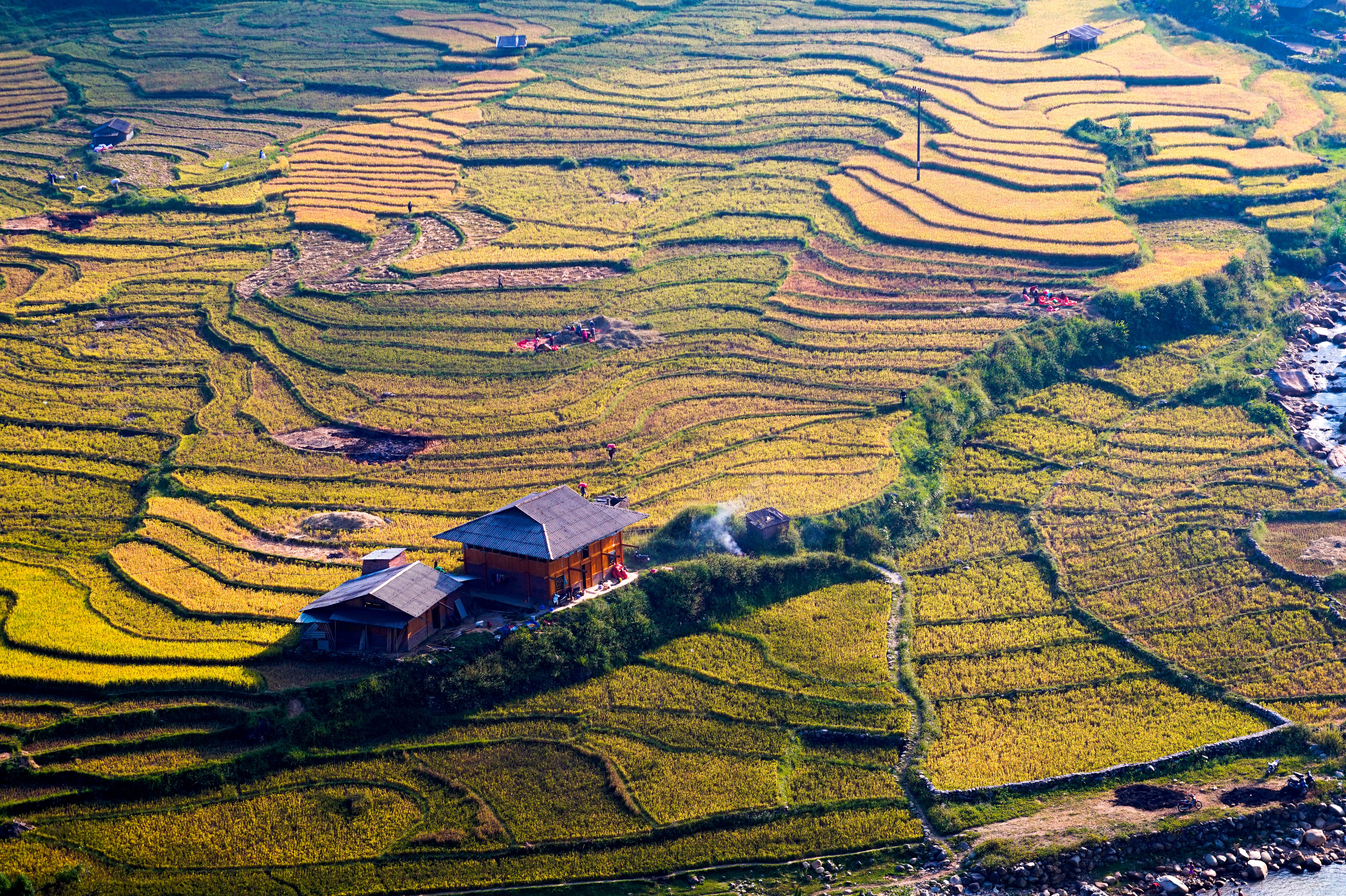 Aerial View of Vibrant Rice Terraces in Vietnam · Free Stock Photo