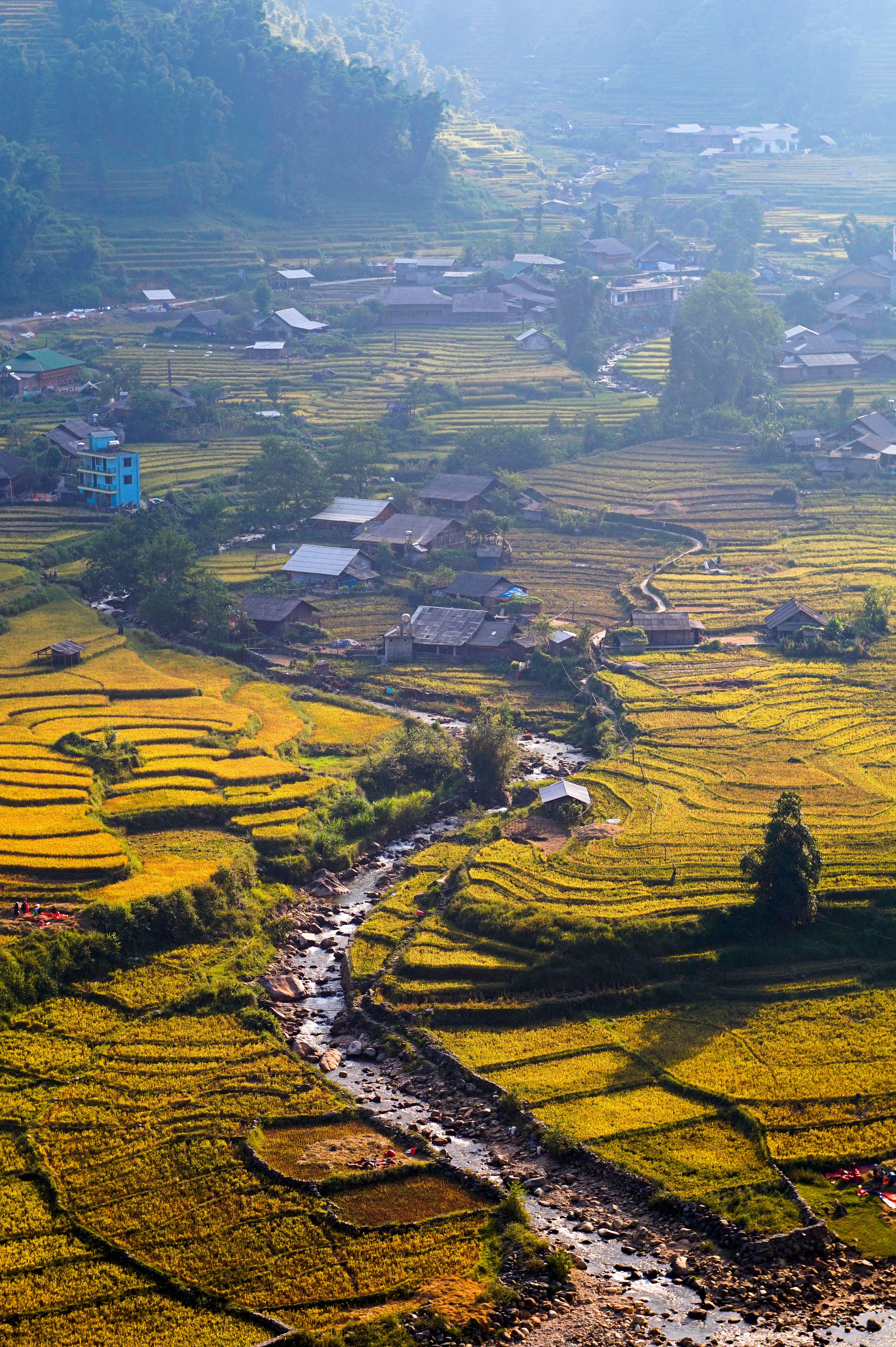 Aerial View of Lush Rice Terraces in Morning Light · Free Stock Photo