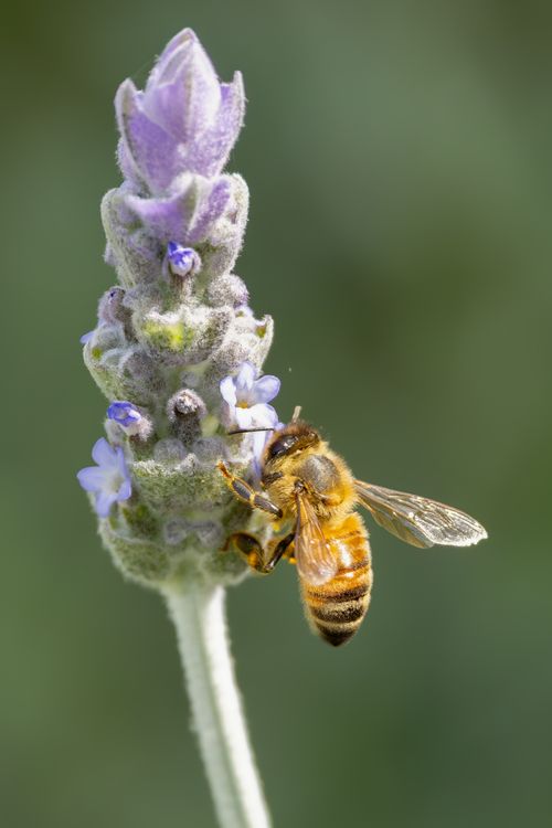 Free A close-up of a honeybee pollinating a lavender flower, showcasing nature's beauty and ecological importance. Stock Photo