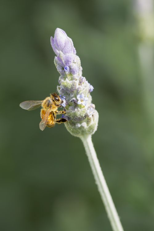Free A close-up of a honey bee pollinating a lavender flower in natural sunlight, showcasing pollination in action. Stock Photo