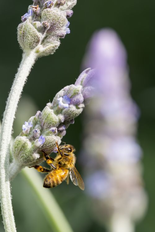 Kostnadsfria Närbild på ett honungsbi som pollinerar en lavendelblomma i Campbelltown, Australien. Stock foto