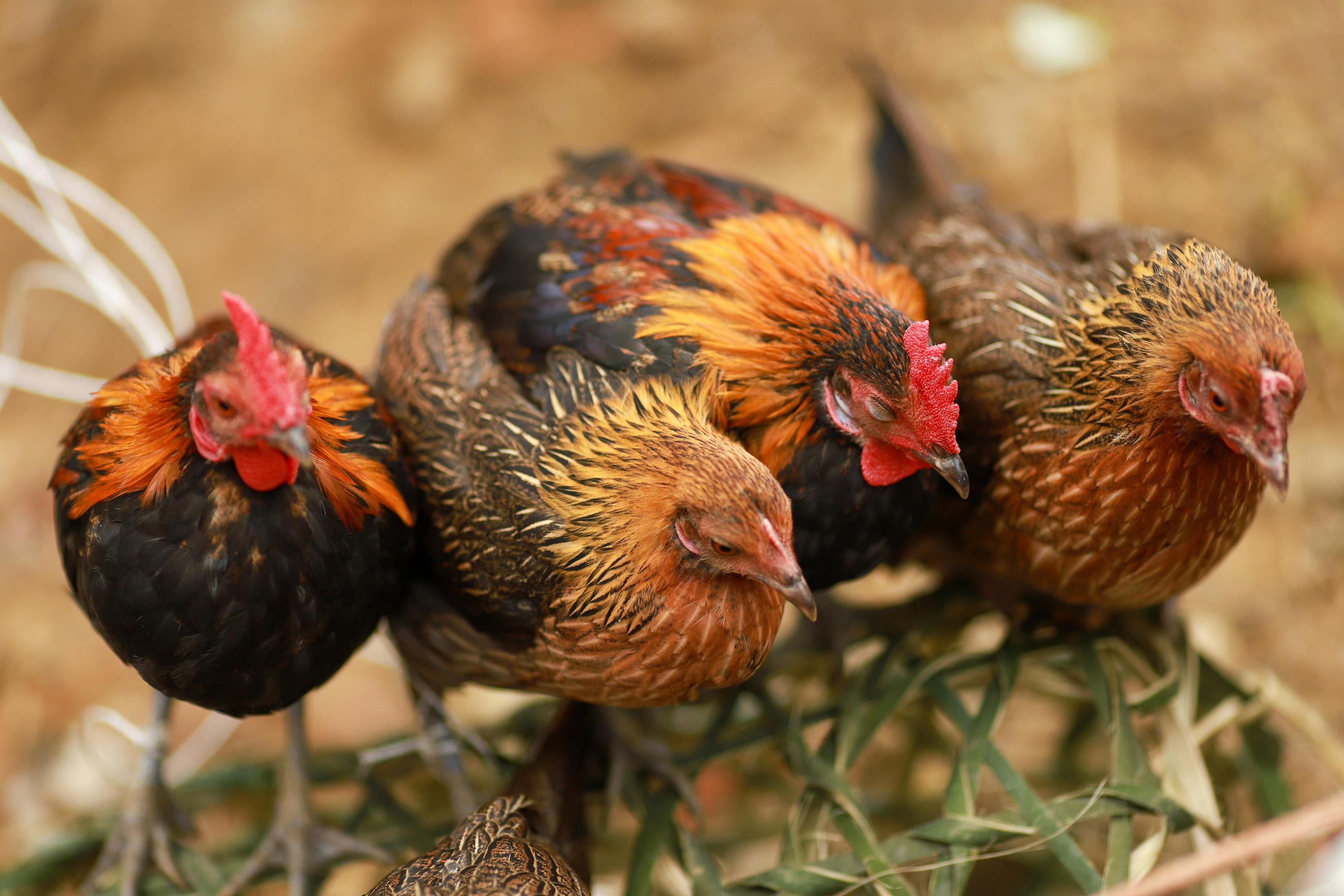 台中國際動漫博覽會與動畫影展盛大開幕 世界級作品齊聚一堂