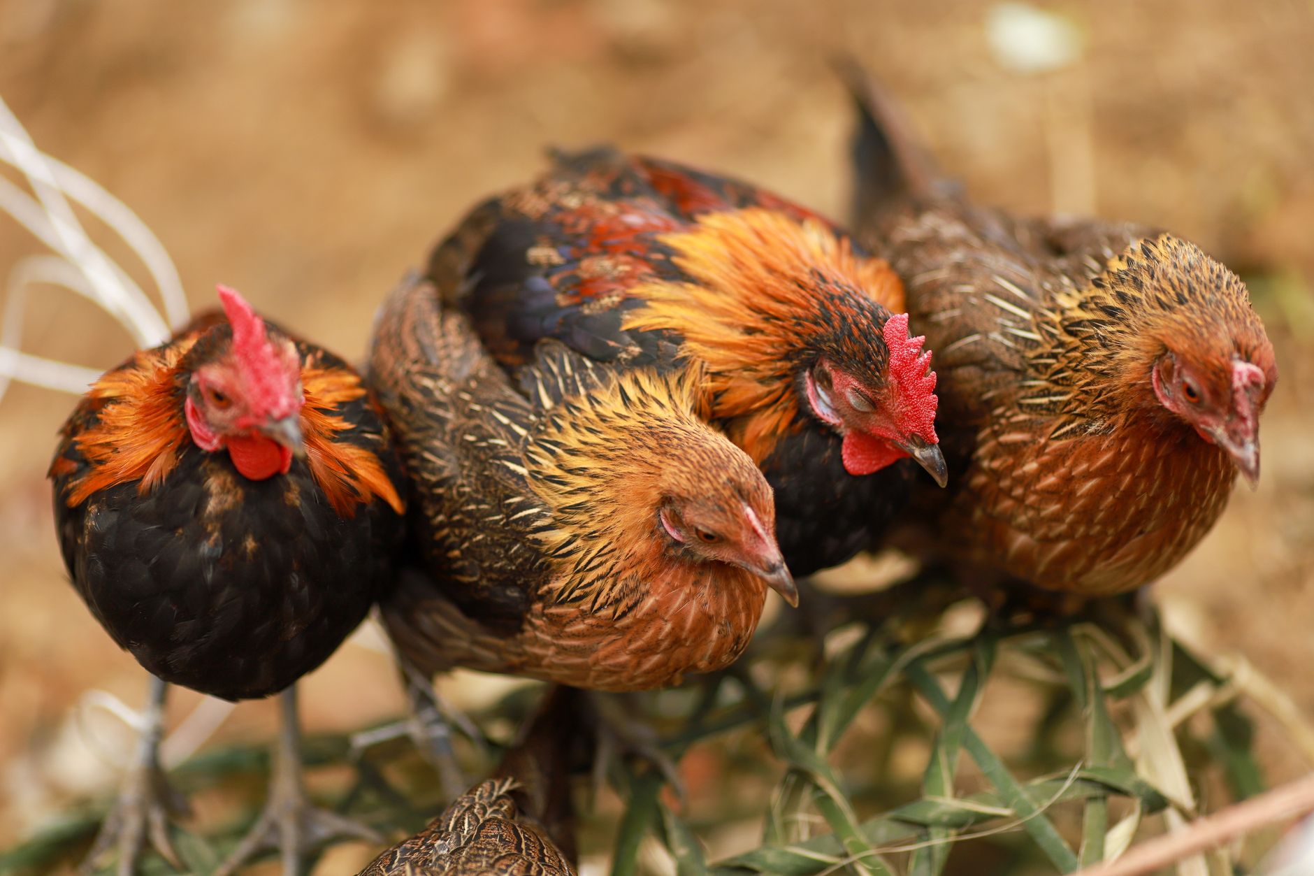 Vietnamese rooster enthusiasts studying training notes beside a traditional rural arena at dawn