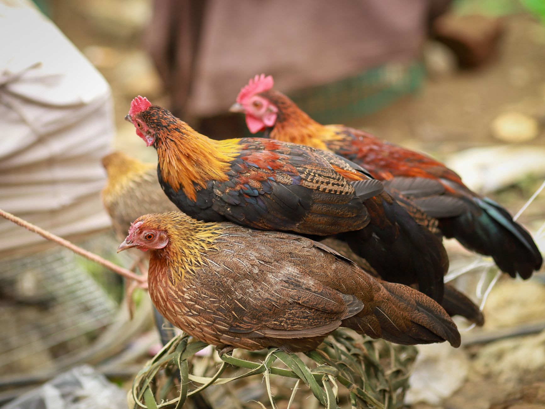 Vibrant chickens in an outdoor setting in Lào Cai, Vietnam, showcasing natural behaviors.