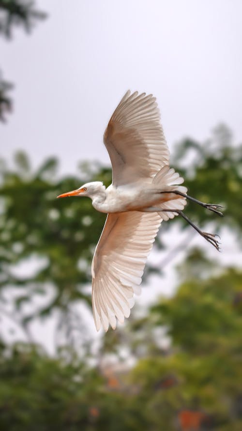 大白鷺, 白鷺, 鳥類 的 免费素材图片